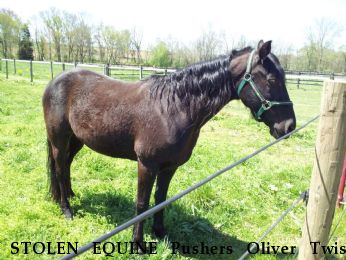 STOLEN EQUINE Pushers Oliver Twist, Reward Offered Near partlow, VA, 22534